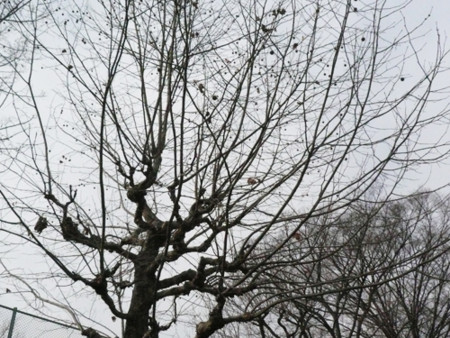 f:id:nomrakenta:20110206143053j:image