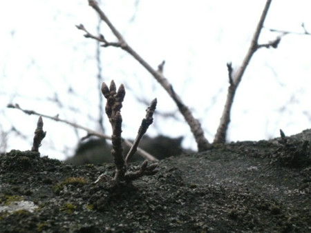 f:id:nomrakenta:20110206144922j:image