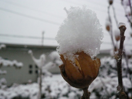 f:id:nomrakenta:20110211101533j:image