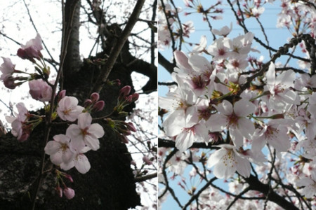 f:id:nomrakenta:20110409134144j:image