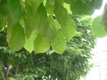 f:id:nomrakenta:20110703134038j:image
