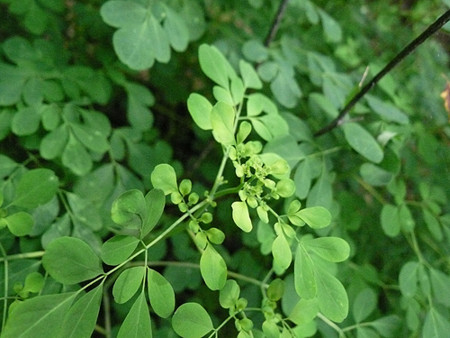 f:id:nomrakenta:20110724102615j:image