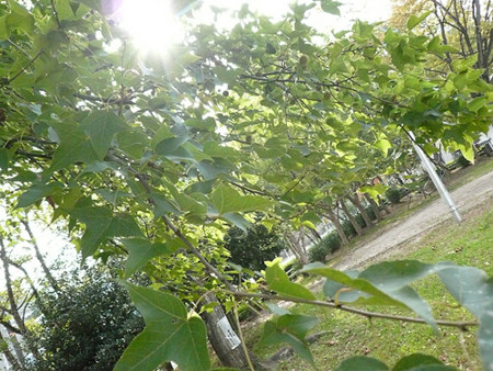 f:id:nomrakenta:20111029140719j:image f:id:nomrakenta:20111029140719j:image