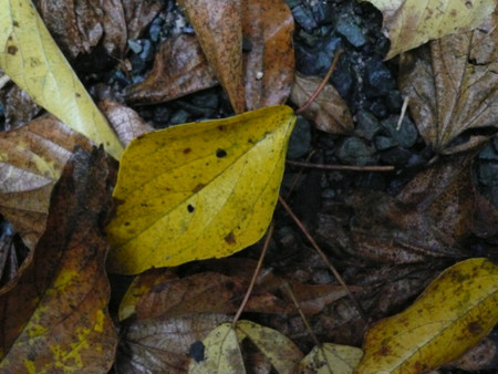 f:id:nomrakenta:20111112110502j:image f:id:nomrakenta:20111112110502j:image