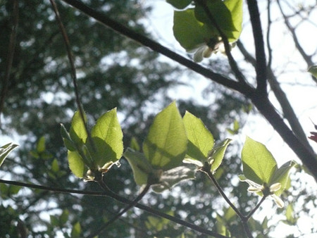 f:id:nomrakenta:20120421082430j:image