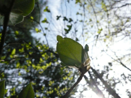 f:id:nomrakenta:20120421082523j:image