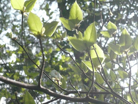 f:id:nomrakenta:20120421082610j:image