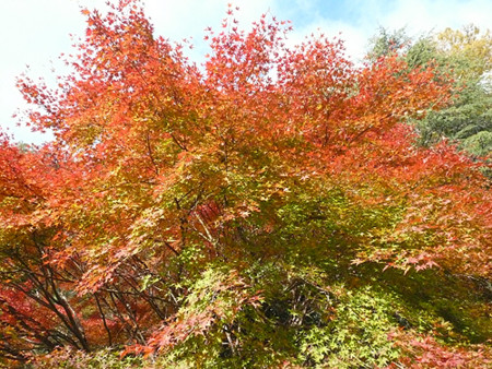 f:id:nomrakenta:20121110091723j:image