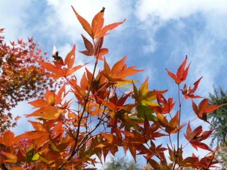 f:id:nomrakenta:20121110091740j:image
