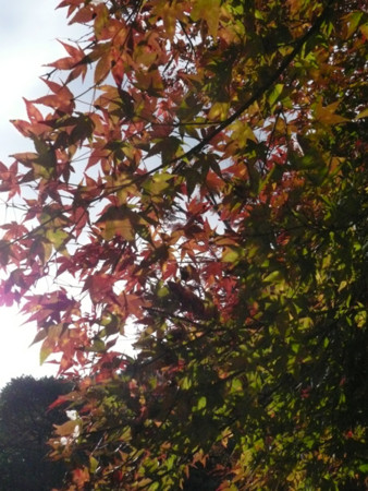 f:id:nomrakenta:20121110091759j:image