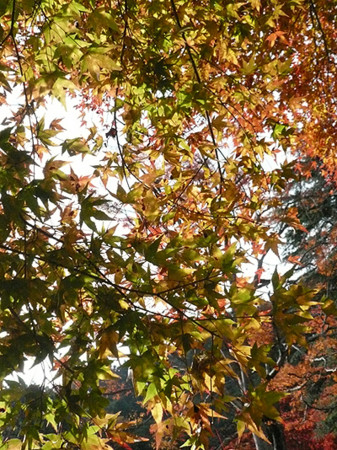 f:id:nomrakenta:20121110091810j:image