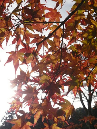 f:id:nomrakenta:20121110091833j:image