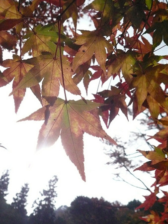 f:id:nomrakenta:20121110091846j:image