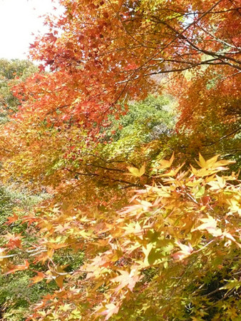 f:id:nomrakenta:20121110091901j:image