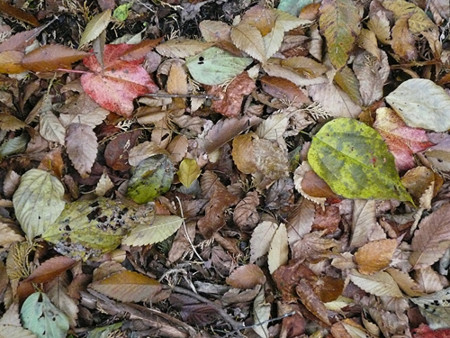 f:id:nomrakenta:20121110101224j:image