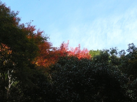 f:id:nomrakenta:20121110101451j:image