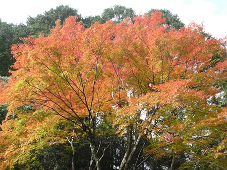 f:id:nomrakenta:20121110102150j:image