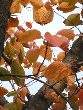 f:id:nomrakenta:20121123151202j:image