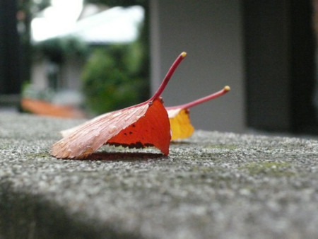 f:id:nomrakenta:20121123151458j:image