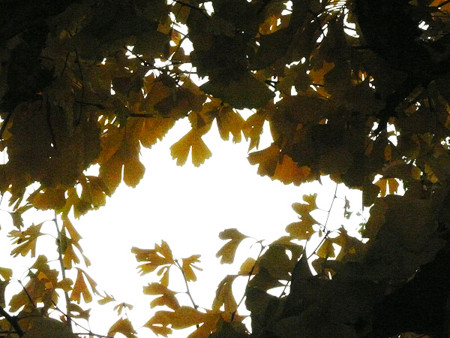 f:id:nomrakenta:20121123151943j:image