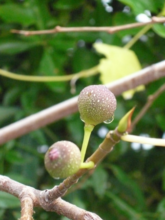 f:id:nomrakenta:20121123152234j:image