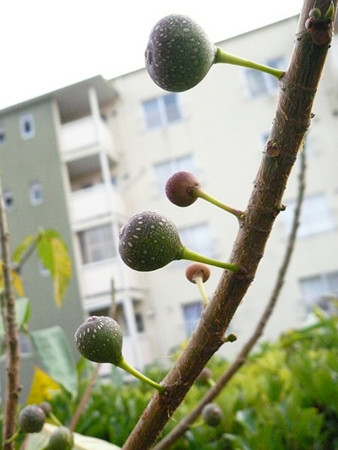 f:id:nomrakenta:20121123152327j:image