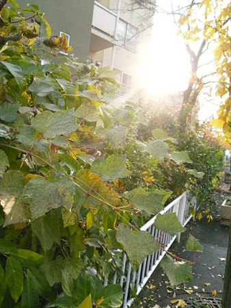 f:id:nomrakenta:20121123152428j:image