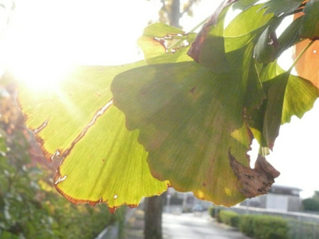 f:id:nomrakenta:20121123152518j:image