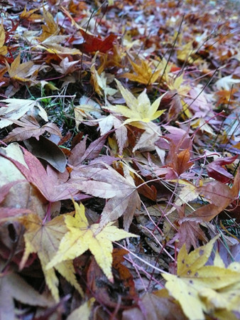 f:id:nomrakenta:20121125081624j:image