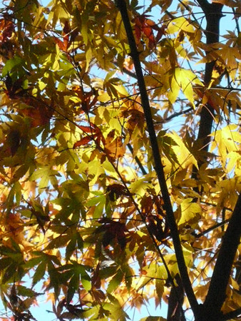 f:id:nomrakenta:20121125084008j:image