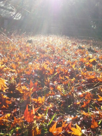 f:id:nomrakenta:20121125084750j:image