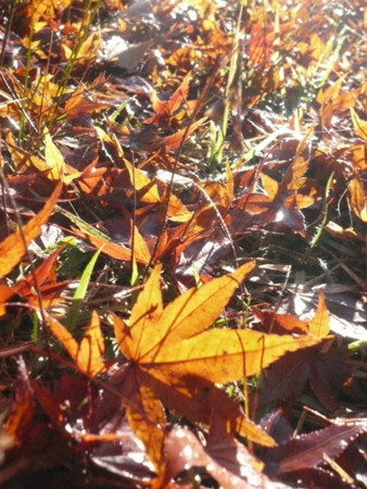 f:id:nomrakenta:20121125084828j:image