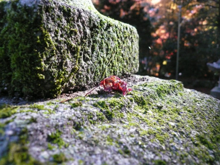 f:id:nomrakenta:20121125101439j:image