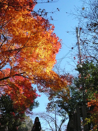 f:id:nomrakenta:20121125103442j:image
