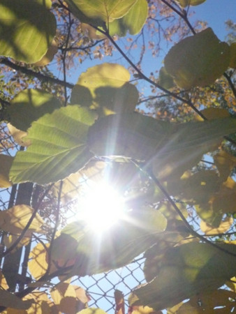 f:id:nomrakenta:20121125105912j:image