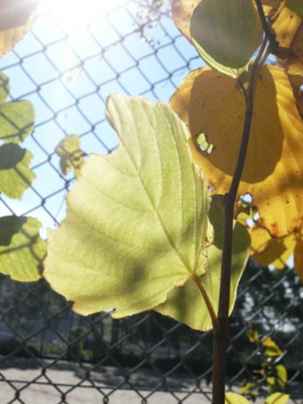f:id:nomrakenta:20121125105929j:image