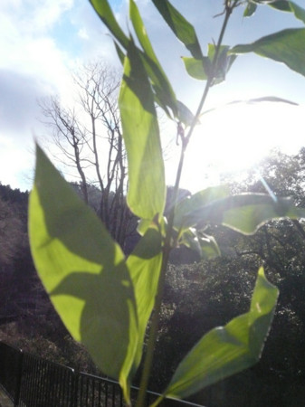 f:id:nomrakenta:20130101104307j:image