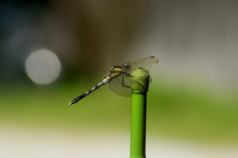 f:id:nomu2815:20120804114841j:image