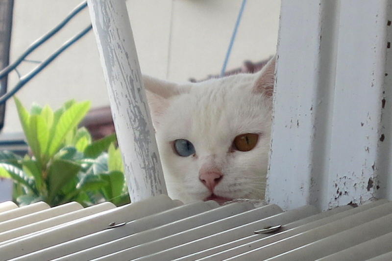 f:id:nomu2815:20130803145905j:image