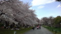 小石川植物園2010