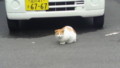 斯文会館の猫