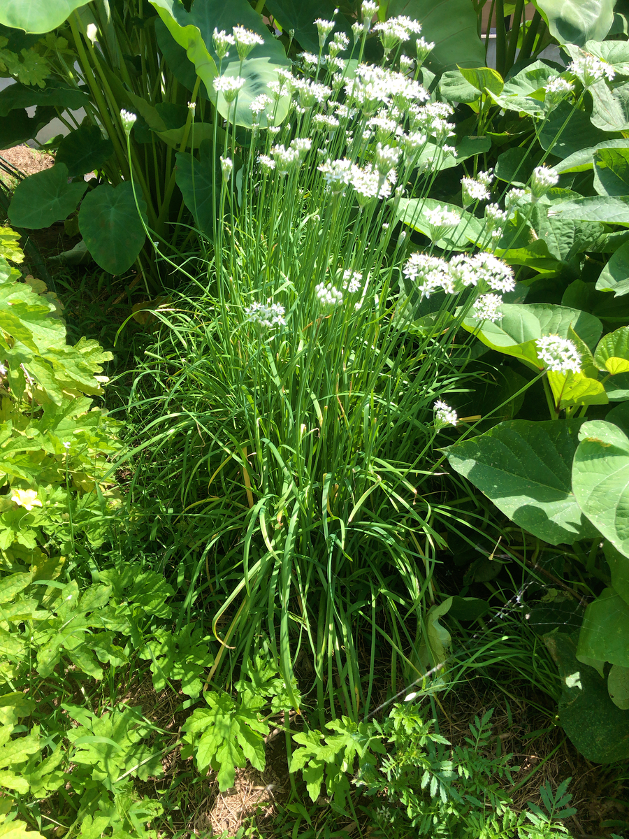 シソ終了とニラの花 今日の家庭菜園 ５５の手習い