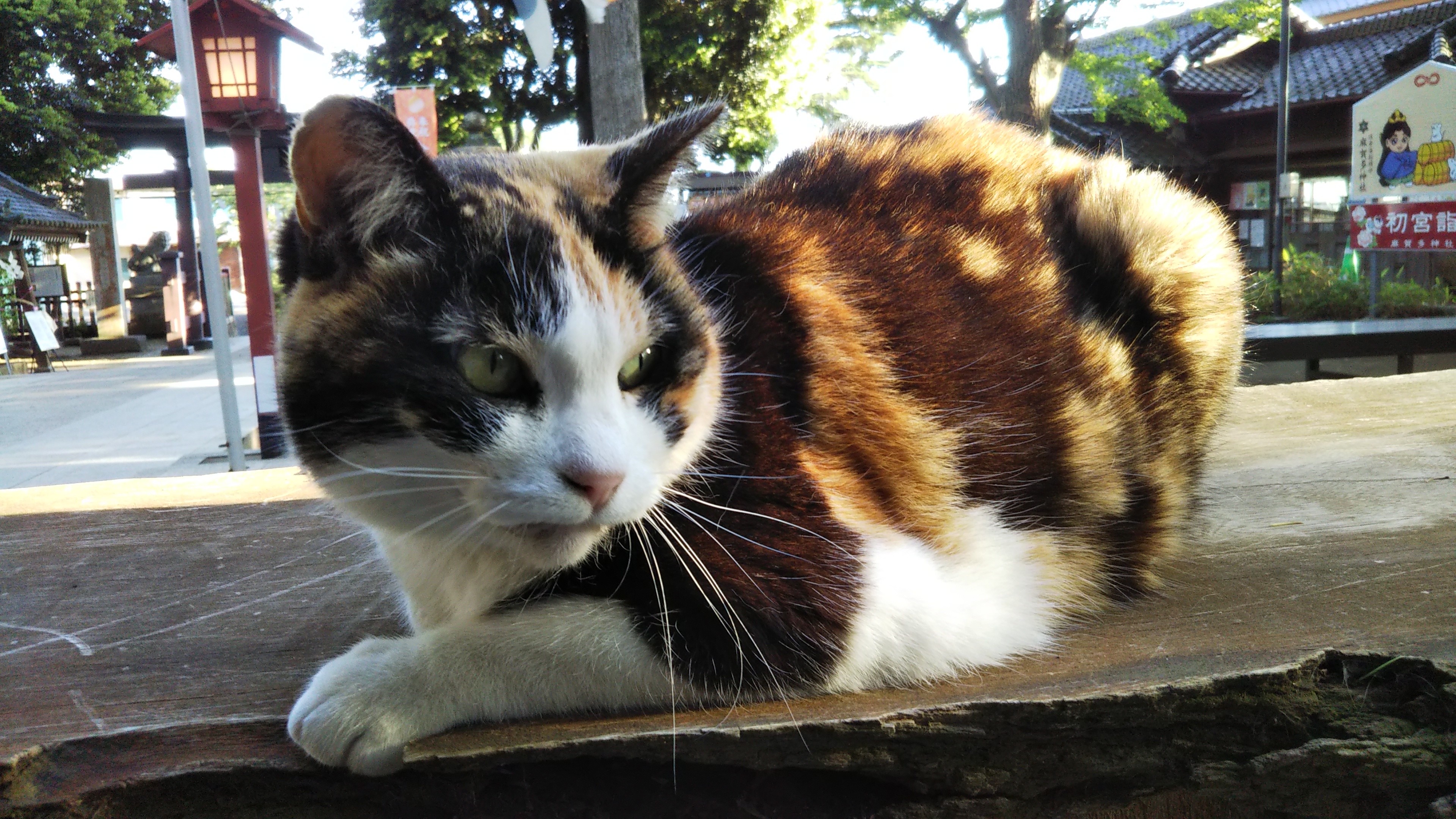 f:id:nomzakki:20201129174325j:image