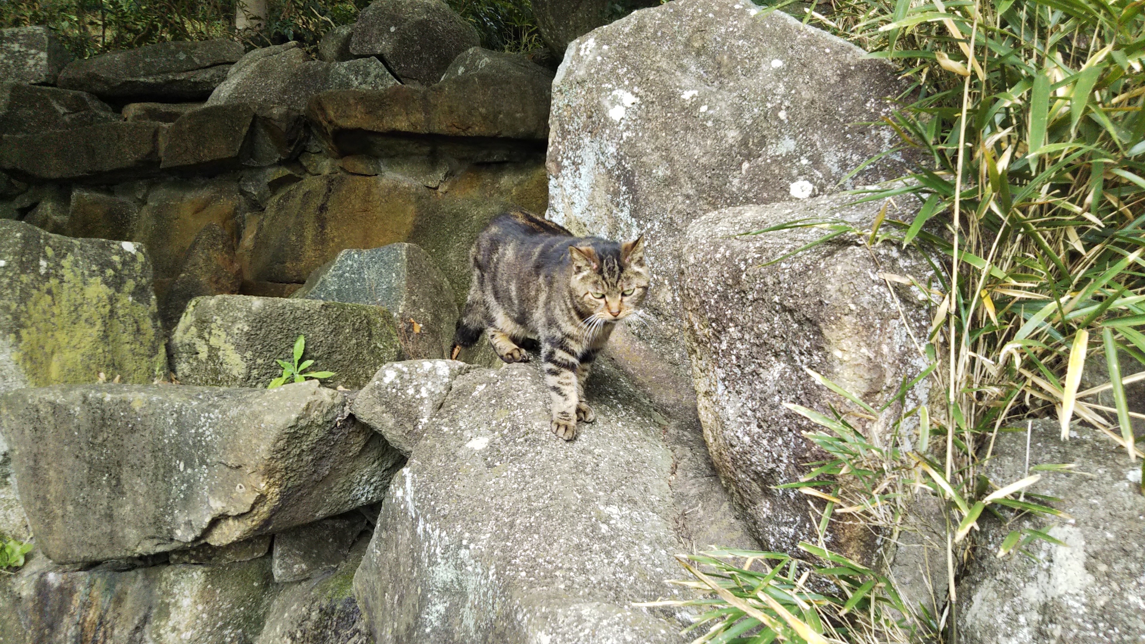 f:id:nomzakki:20201219171058j:image