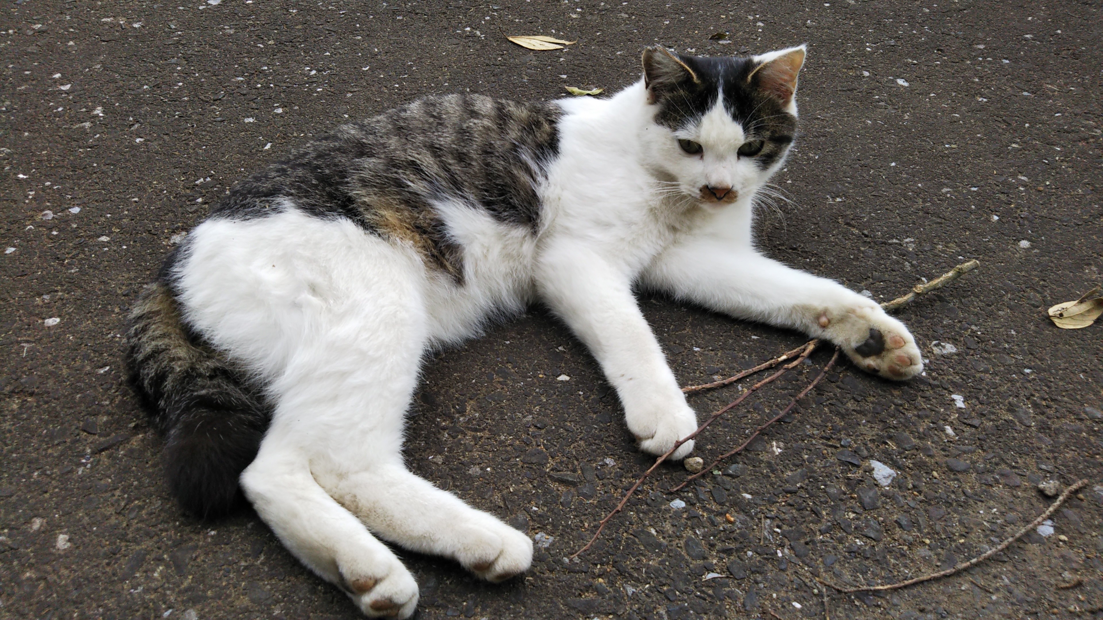 f:id:nomzakki:20201219171408j:image