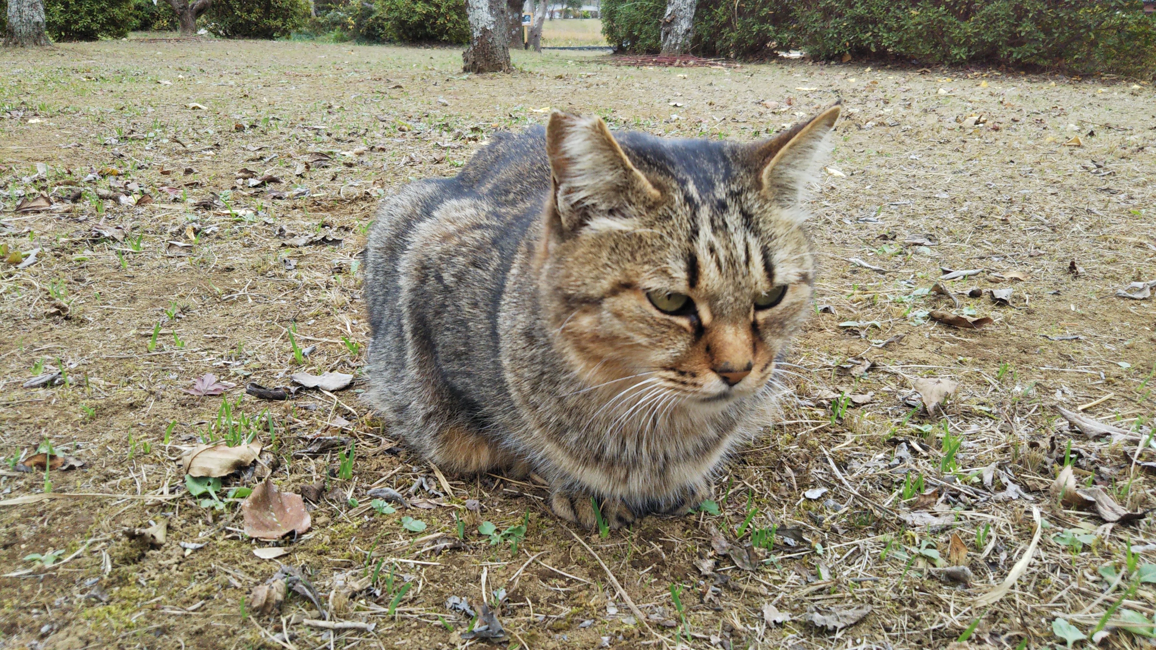f:id:nomzakki:20201219171958j:image