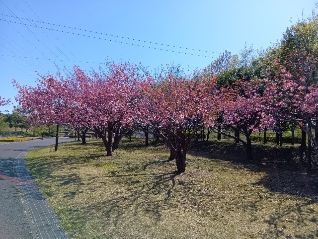f:id:nomzakki:20250427192122j:image
