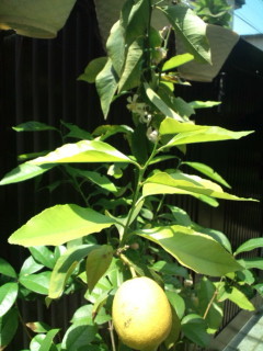 f:id:non-poli:20110521112435j:image