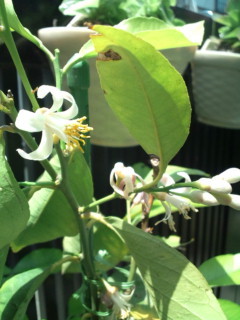 f:id:non-poli:20110521112649j:image