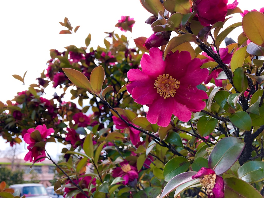 f:id:non1982:20190215122844j:image